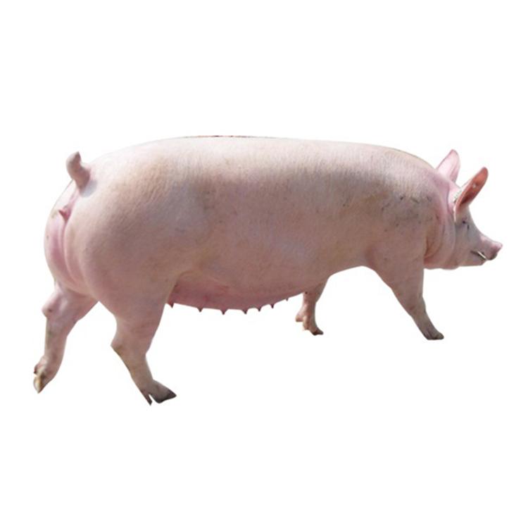 长白猪的品种介绍图片