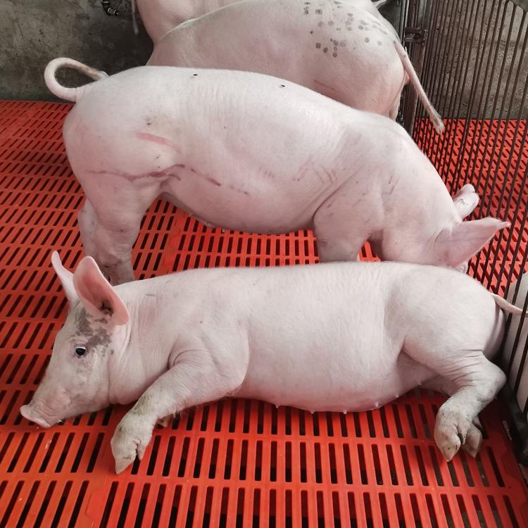育肥猪苗长白猪销售价格长白猪厂家大量出售