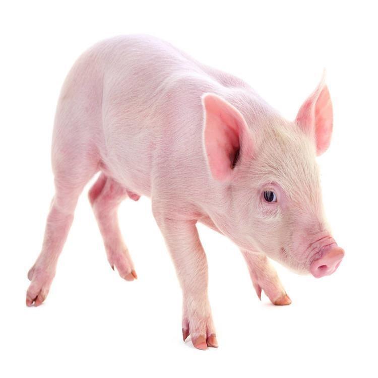 两个月长白猪行情 二元长白猪 二元品种出售 好养活