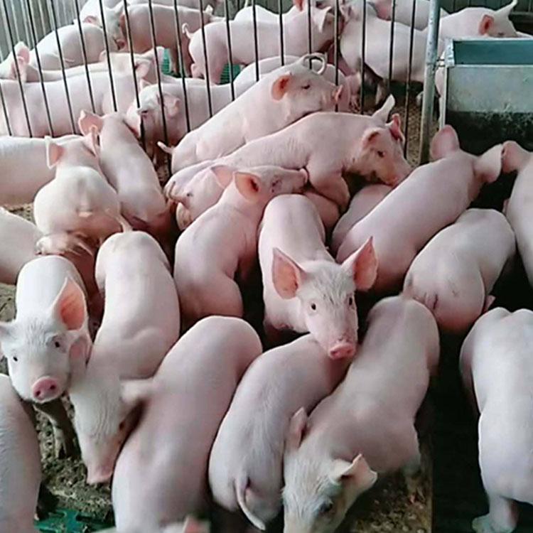 仔猪养殖基地圈养长白猪供应长白猪厂家价格实惠