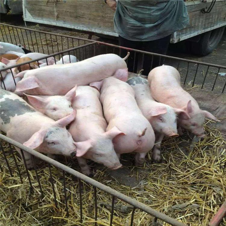 两个月长白猪行情长白猪销售价格长白猪供货商基地养殖