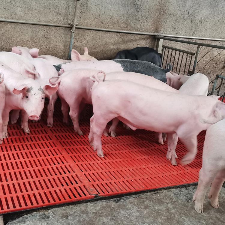 长白猪母猪种猪 二元长白猪 长白猪厂家 大量批发
