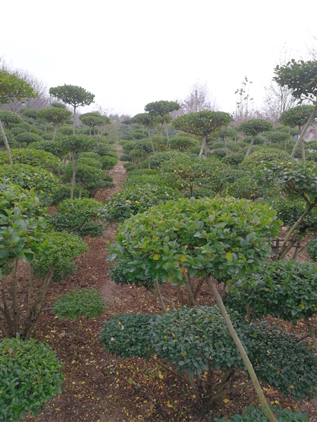 5至10片小葉女貞雲片造型樹