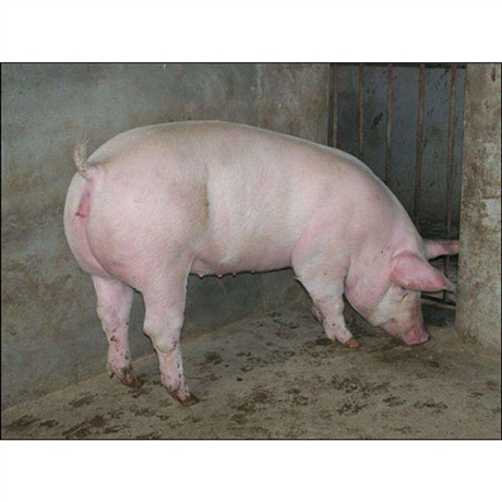 大母猪十六头小白猪图片