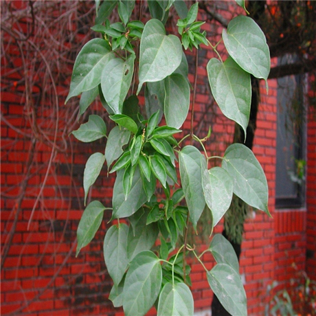 炮仗花盆栽苗江西炮仗花小苗常绿植物销往各地