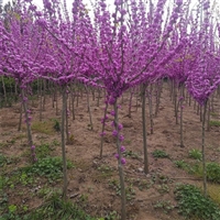 独杆紫荆规格3-4至5公分货源充足 树形好 雨翔苗木