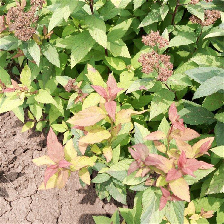 绣线菊育苗基地绣线菊苗友胜花卉品种齐全