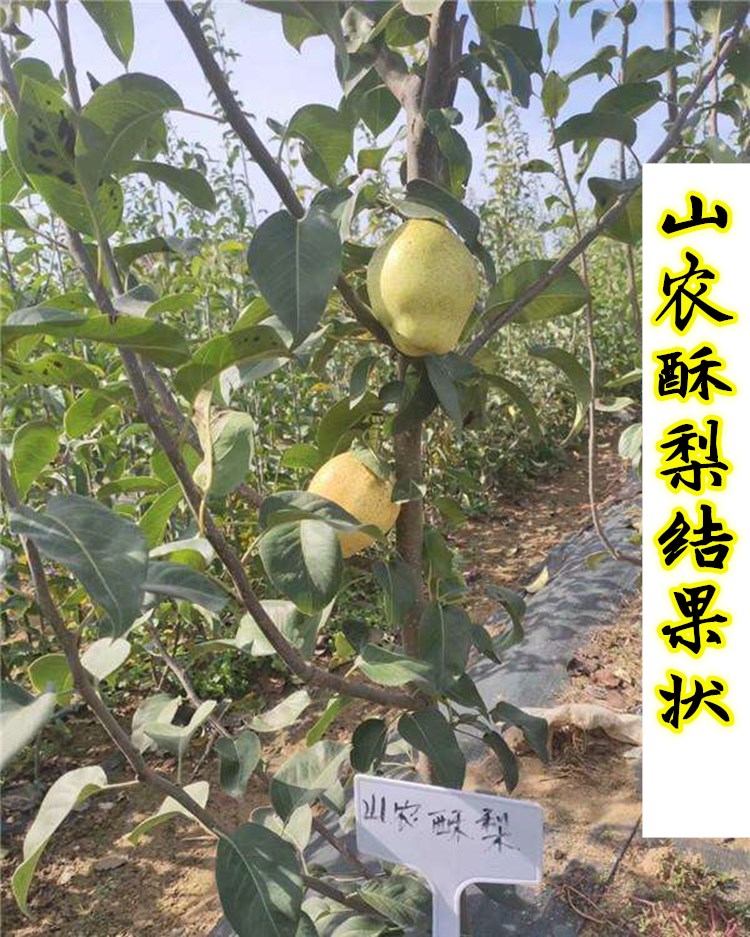 2年山农酥梨树苗哪个品种好繁育基地