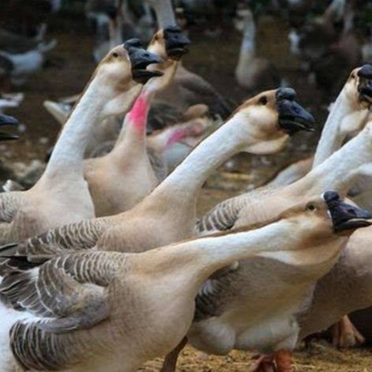 纯种狮头鹅苗批发价格杂交狮头鹅苗批发狮头鹅的鹅苗批发厂家