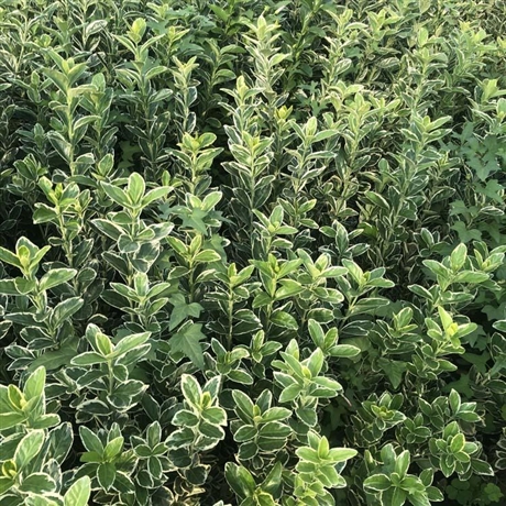 金边冬青 友胜苗木 青州基地 金边冬青苗