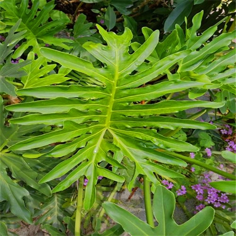 贵州春羽小苗春羽价格产地直销庭院工程供应