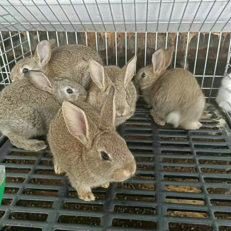 比利时兔苗 兔苗养几个月可以繁殖 兔苗养多久可以出栏