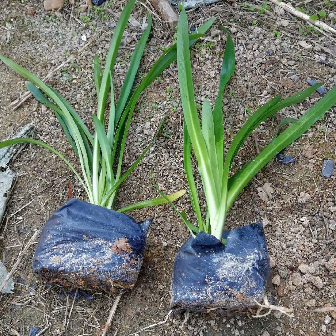 百子莲价格百子莲盆苗百子莲赏花观叶耐阴