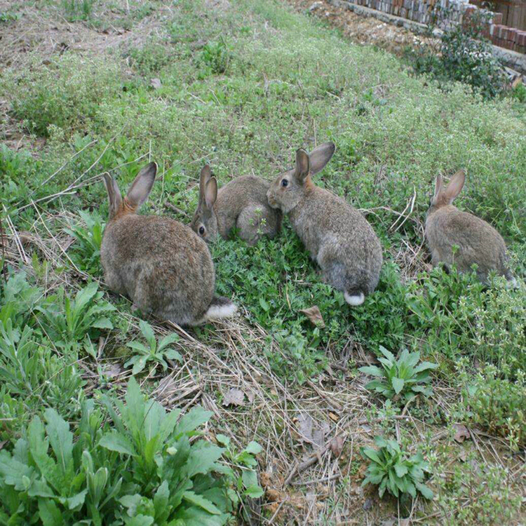 合作养兔子养兔场场地规划养殖兔子效益分析
