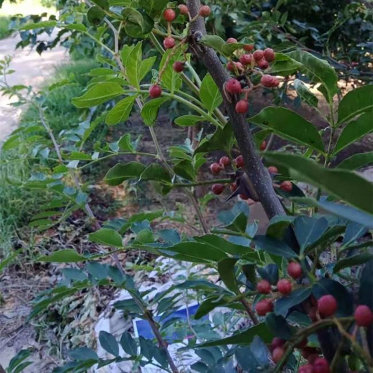 大红袍花椒苗味道浓郁 根系发达无刺花椒树苗 易管理