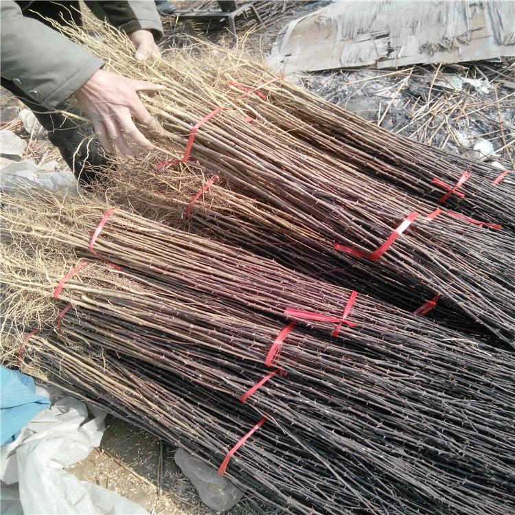 大红袍花椒树苗成活高 无刺花椒苗基地大量供应 品种多