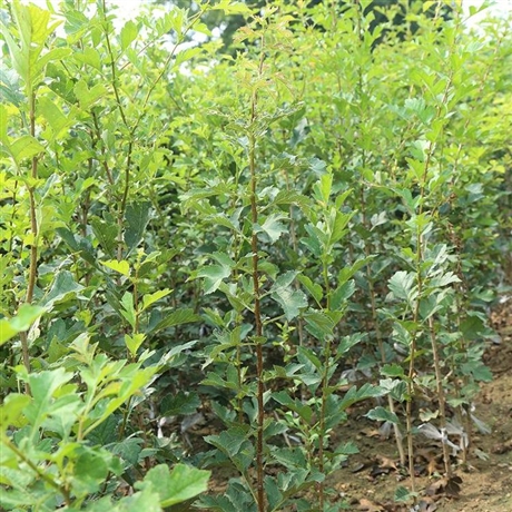 批发甜红籽山楂苗山楂树苗当年结果量大包邮