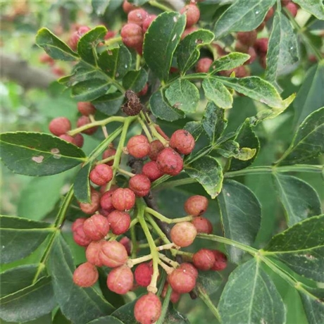 大紅袍花椒苗味道濃郁九葉青花椒苗品種齊全供應基地