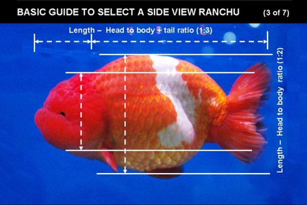 看图如何挑选一条好的兰寿金鱼