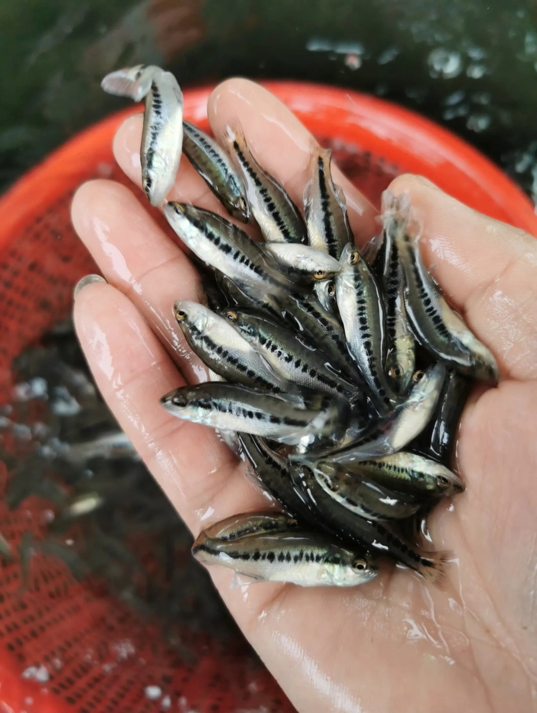 生长速度快 美国加州鲈鱼苗 聊城长期出售5公分寸苗 包邮