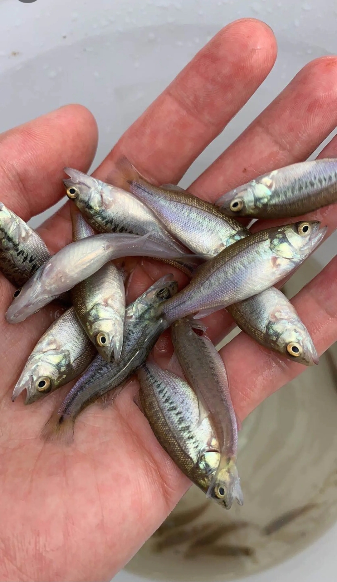 加州鲈鱼苗养殖 工厂化养殖 质量好 产量高