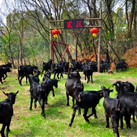 怎样提高母羊的多胎繁殖力  提高羊群繁殖力的四条措施