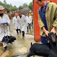 养羊冬季必须青储饲料吗  冬季养羊喂青贮饲料，建议添一种物质饲喂