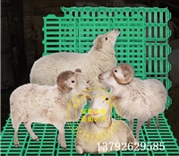 羊用塑料漏粪板 养羊专用漏粪板  羊床加工厂