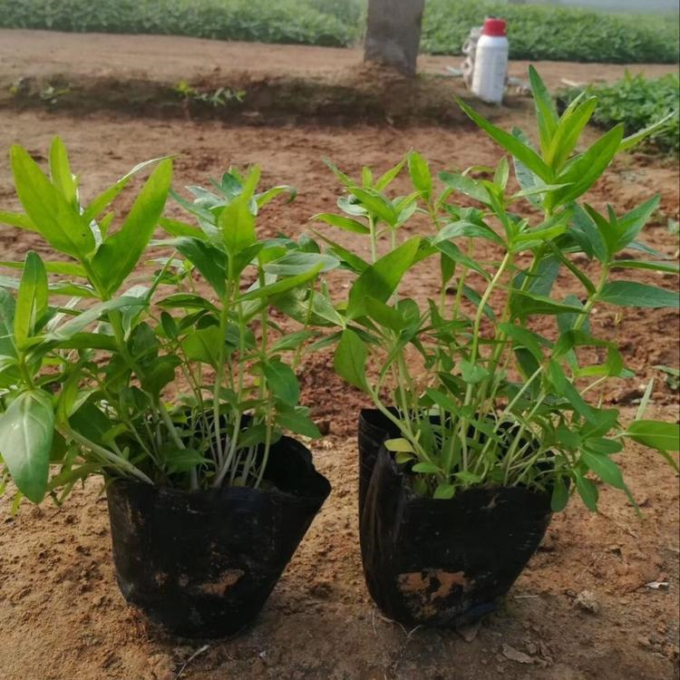 千屈菜种植基地 千屈菜杯苗 千屈菜产地批发