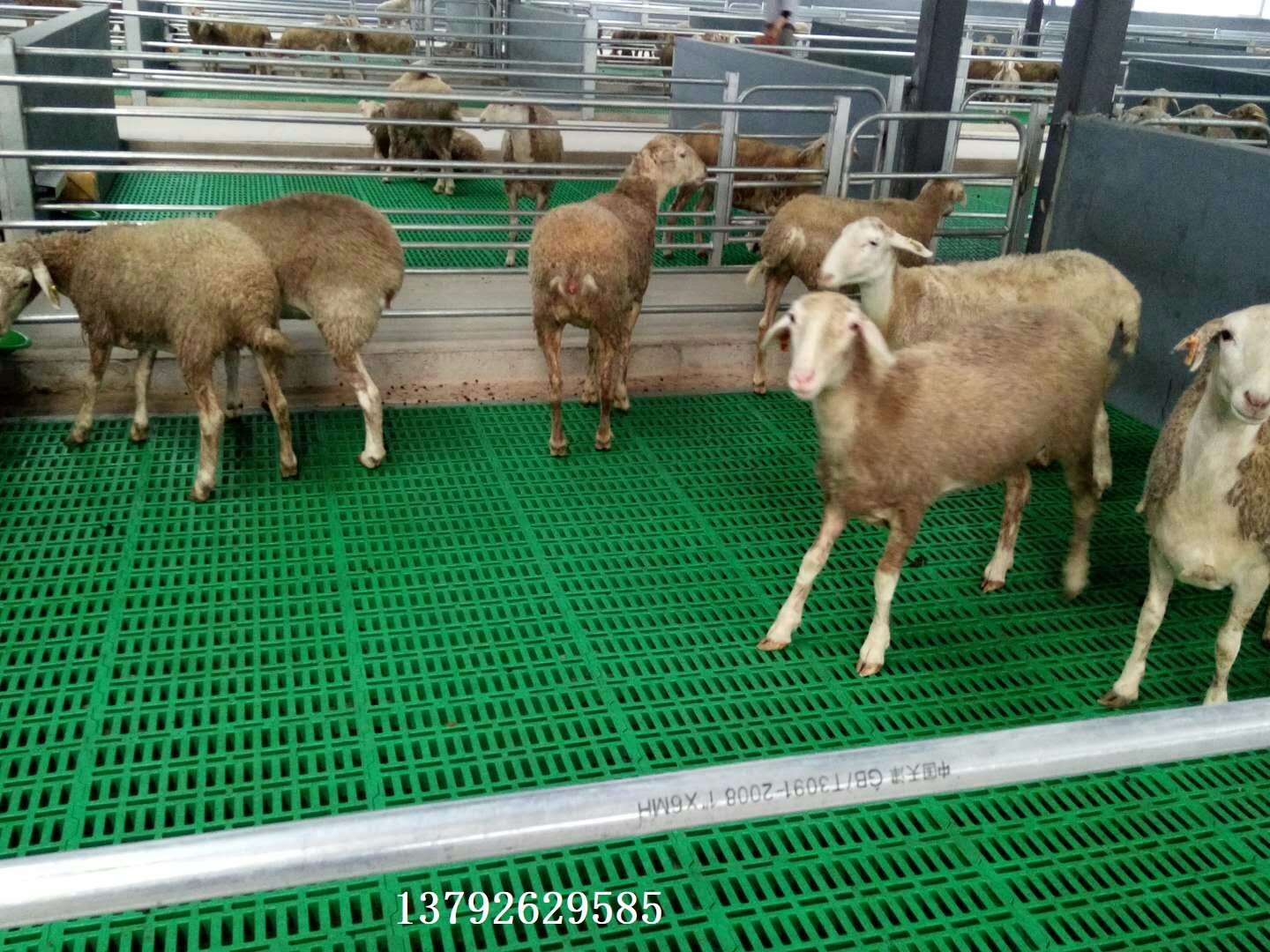 羊床规格 羊床建设 羊用塑料羊床