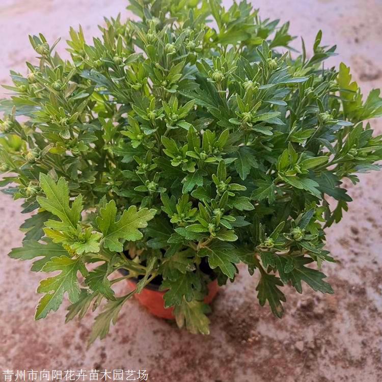 江苏观赏草花批发 千头菊小苗 花海景观用千头菊