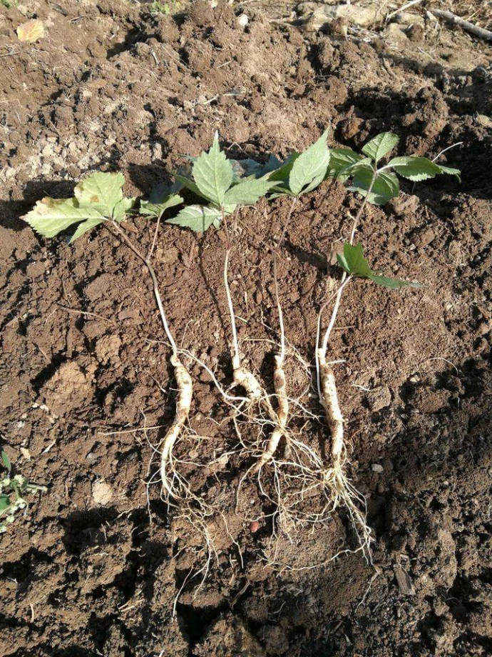 2年生人参苗长白山人参苗新鲜人参苗西洋参人参种子盆栽苗