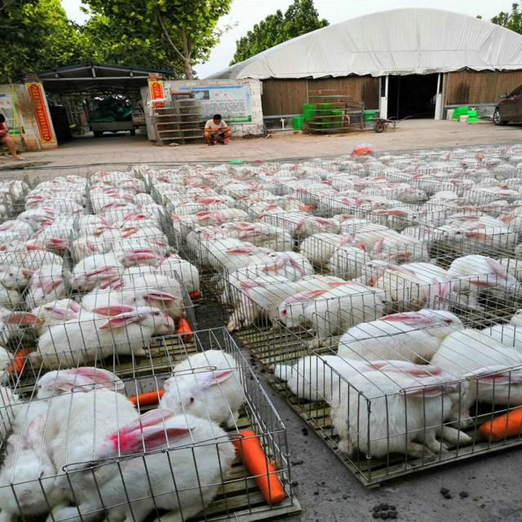 兔子养殖场养兔子需要准备那些养兔子找销路