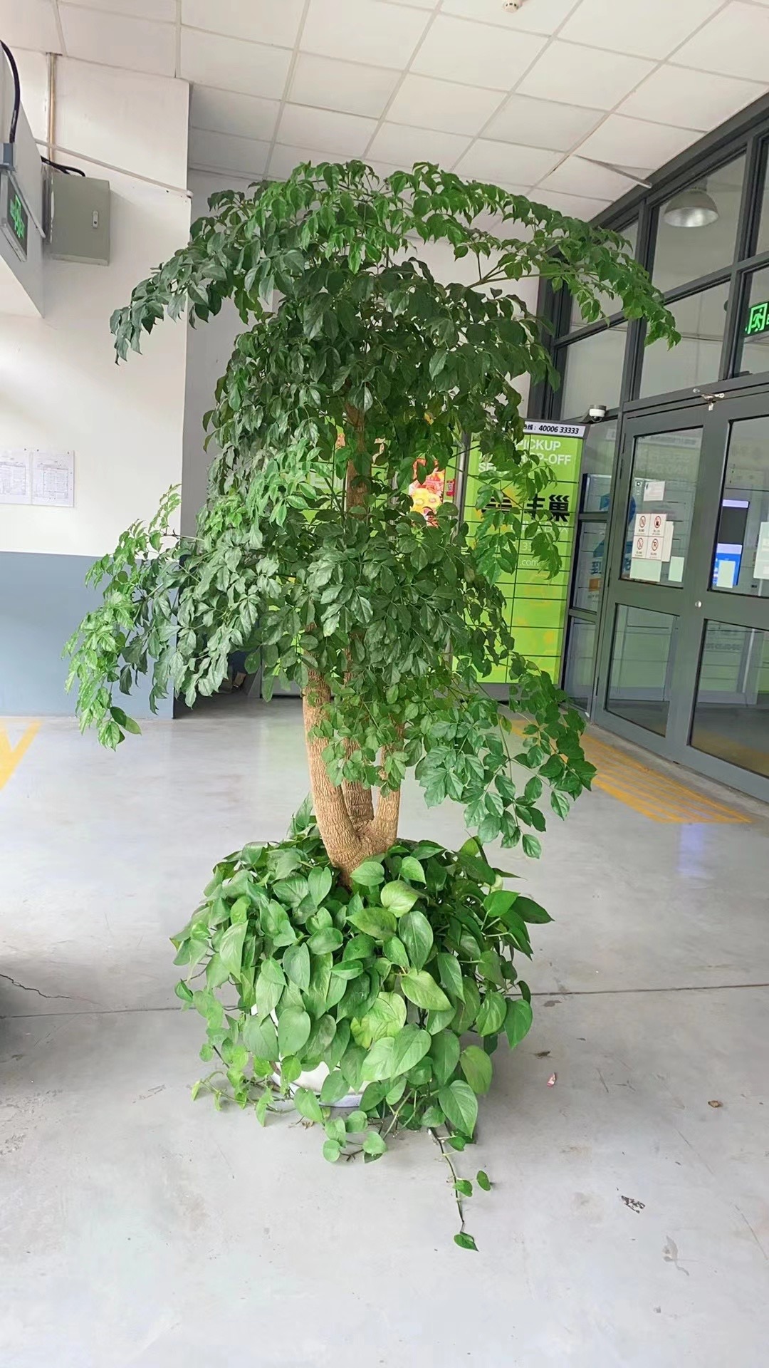 苏州绿植租赁苏州绿植苏州绿植租摆大型绿植苏州厂区绿化