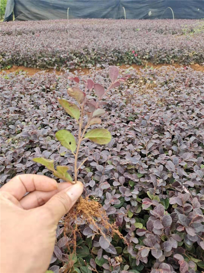 广西钦州红继木红花继木杯苗玉林市红花继木球供应商