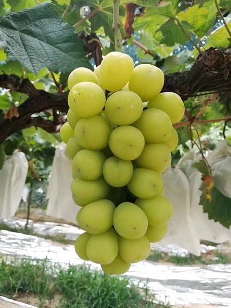 基地种植葡萄苗 亦弘农业 红夏音葡萄苗 常年直销