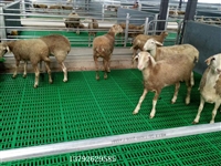 羊漏粪板图片  羊床厂家  羊床生产厂家