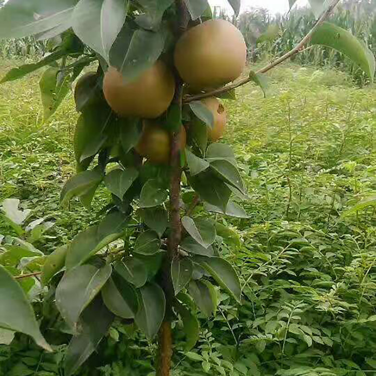 开发区程实园艺场结果年限:40树苗年限:40树苗成活率:98%地径:8cm胸径
