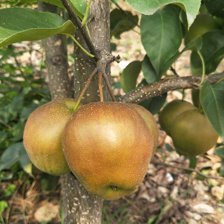 秋月梨树苗丰产黄金梨树酸甜爽口自产自销