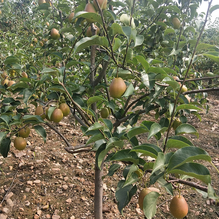 早酥红梨苗盆栽地栽基地大量出售早酥红梨苗量大包邮