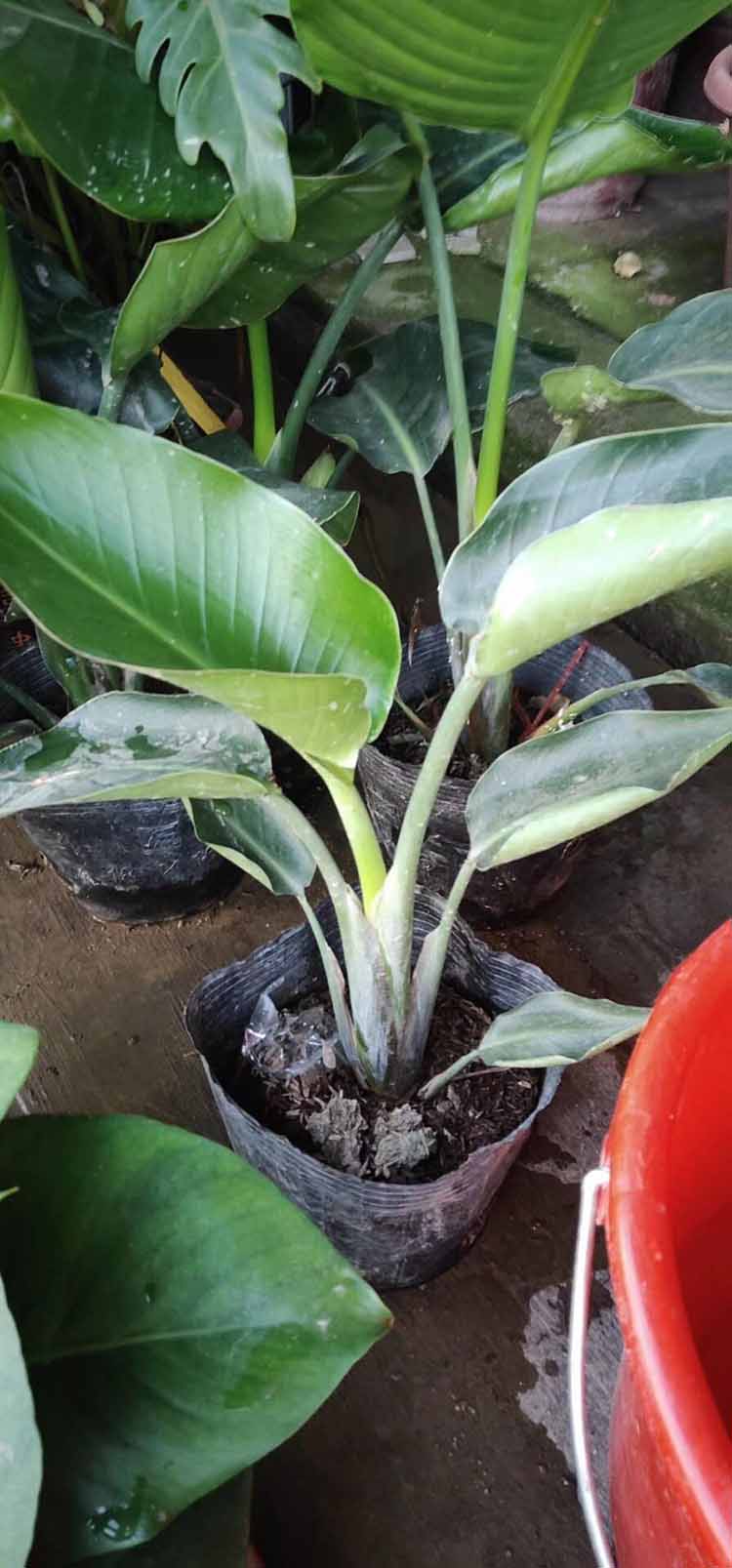 鹤望兰杯苗鹤望兰小苗鹤望兰移植苗天堂鸟盆景净化空气