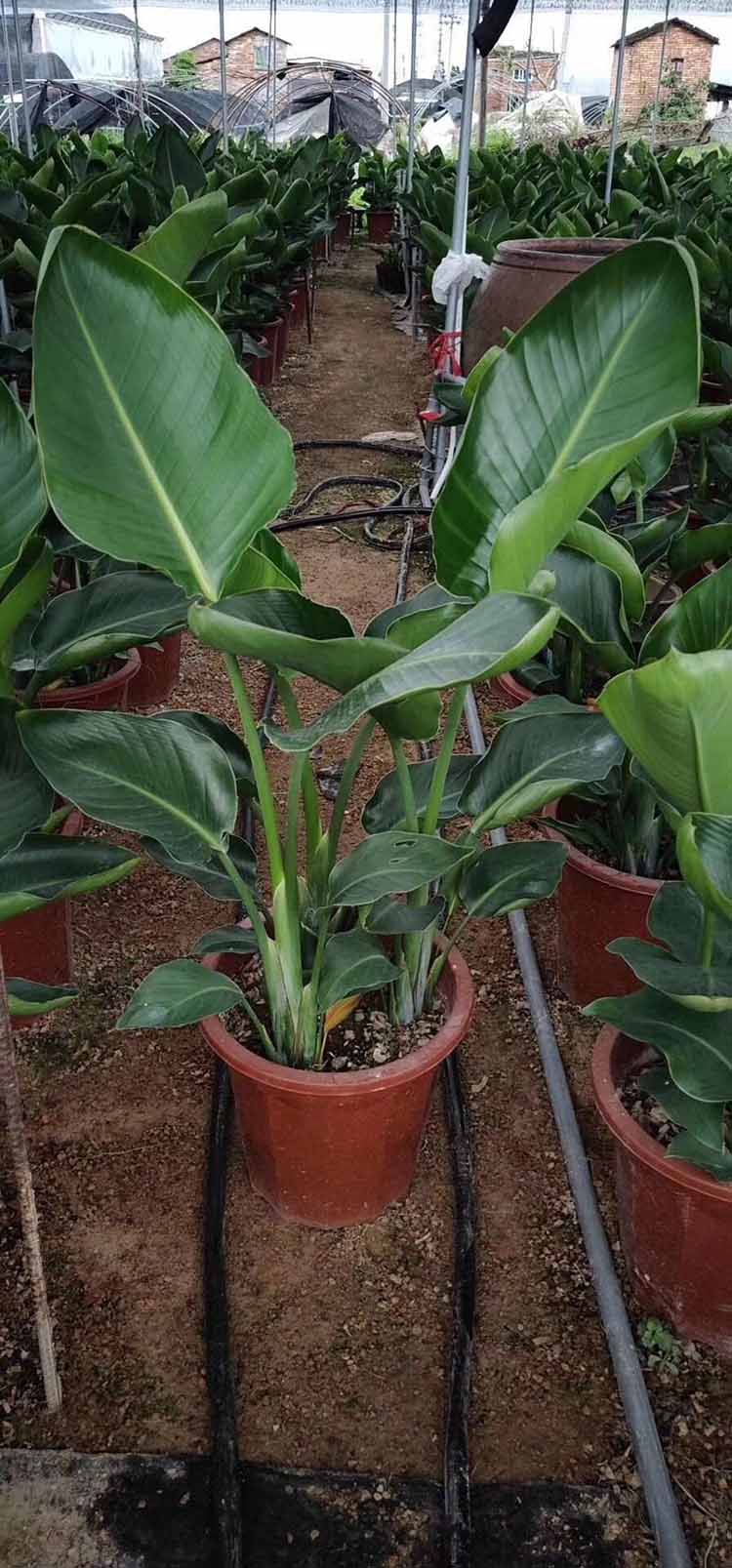 鹤望兰杯苗鹤望兰小苗鹤望兰移植苗天堂鸟盆景净化空气