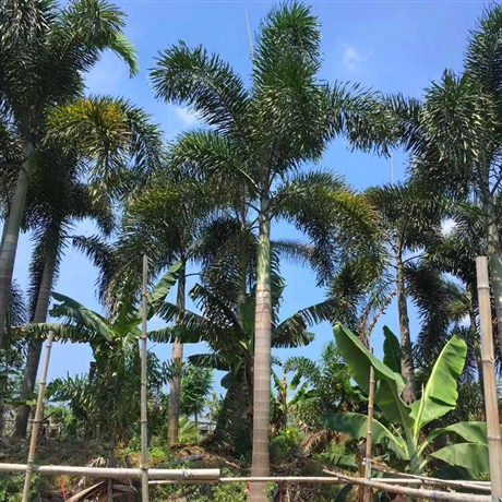 福建精品酒瓶椰子树 酒瓶椰子袋苗 移栽成活率高 酒瓶椰子