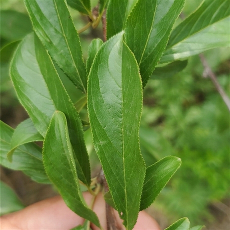 秋姬李子苗价格青脆李子苗价格品种多