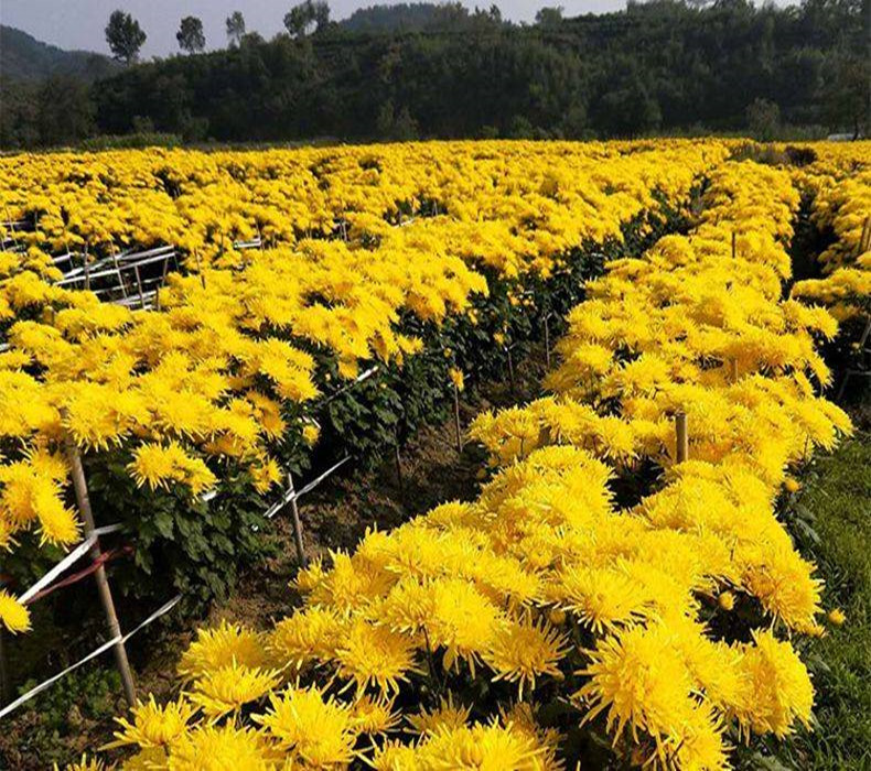 金絲皇菊苗除草劑菊花苗種植步驟金絲皇菊苗育苗方法基地電話種植方法