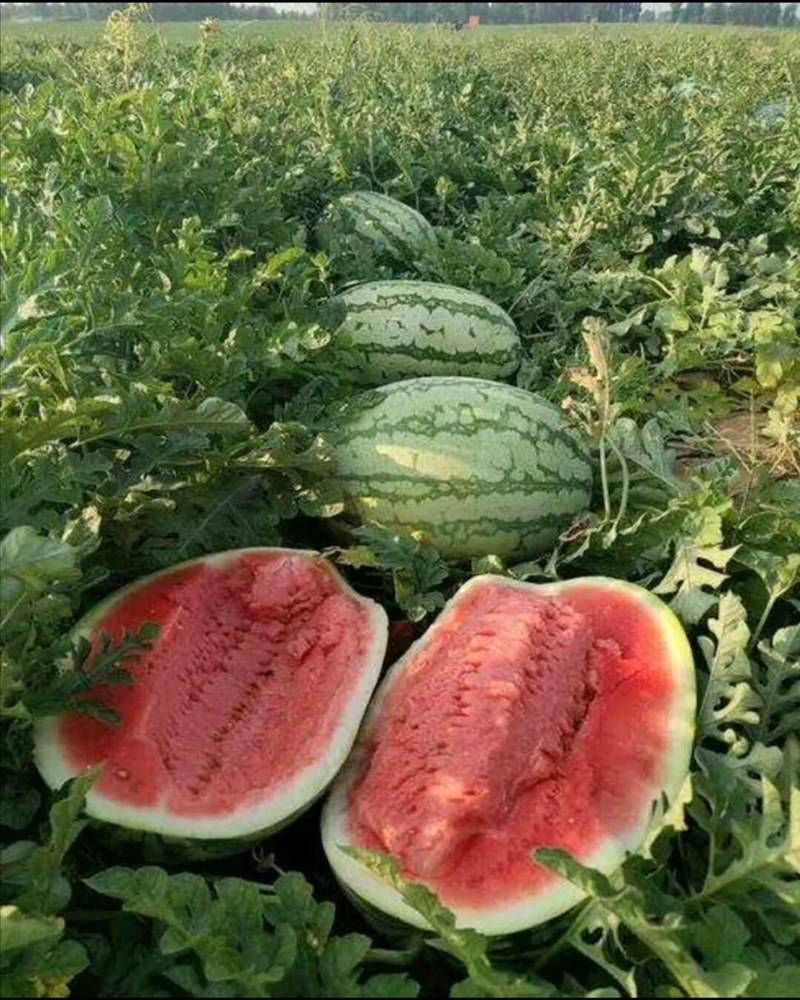 吉林省洮南西瓜代办黑水镇西瓜代办安广西瓜种植基地代办