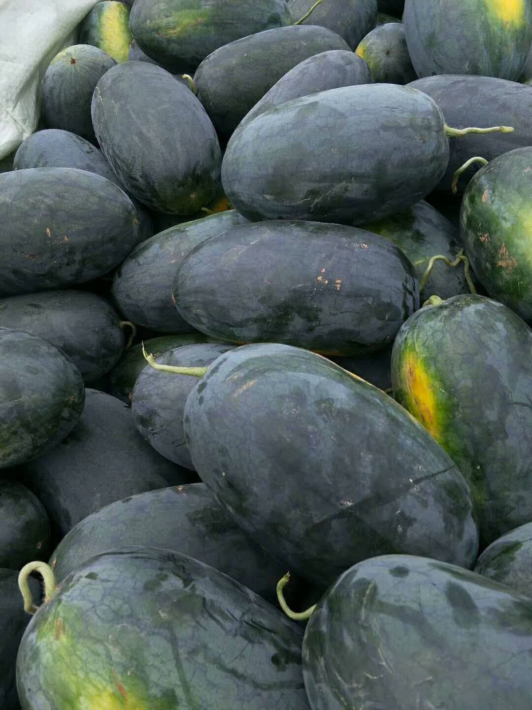 辽宁新红宝西瓜代办新民绿皮西瓜批发新民大棚西瓜代收代办