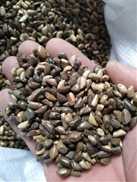 耐热耐旱养牛草籽多少批发