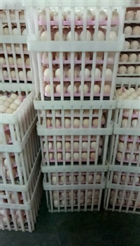 塑料种蛋周转筐 多用塑料种蛋筐 塑料蛋箱 鸡蛋筐