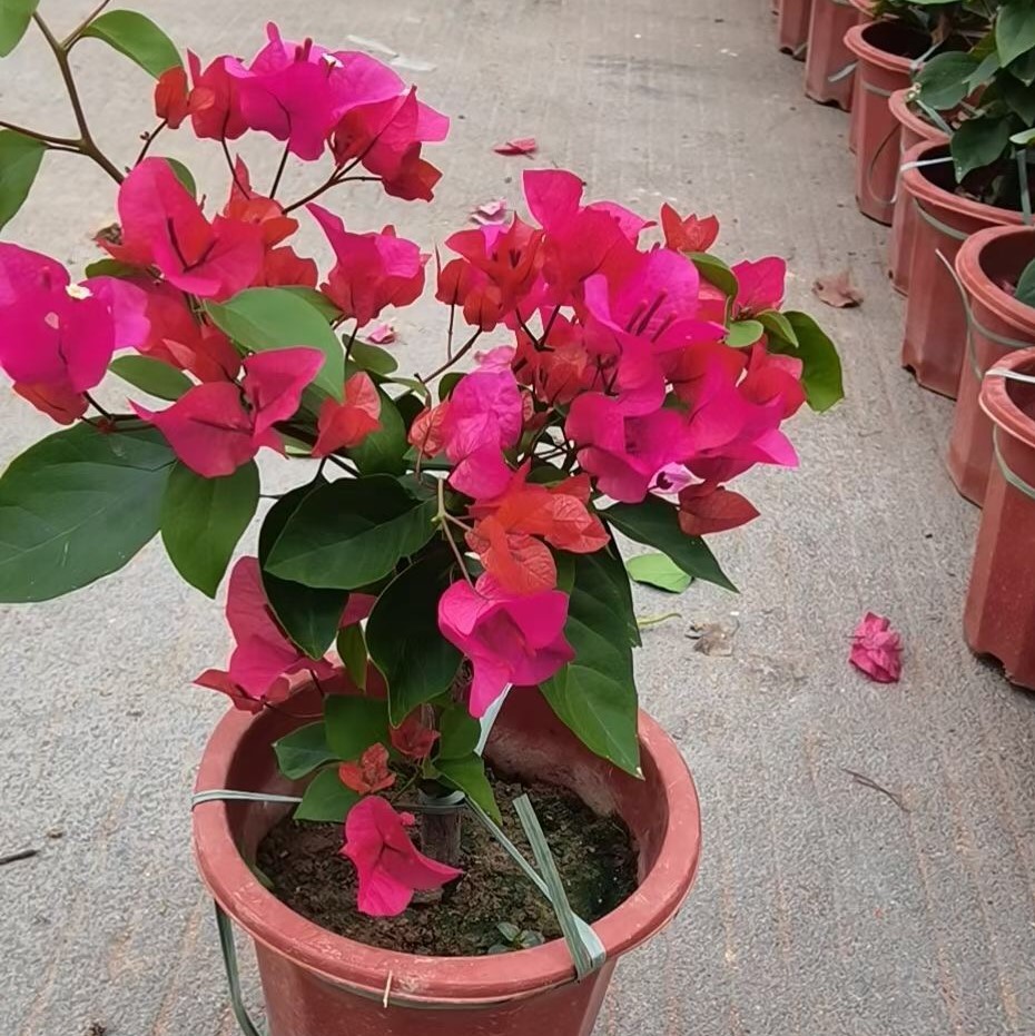 四季红三角梅价格6元基地报价量大优惠欢迎咨询